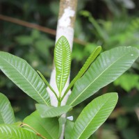 Gardenia crameri Tirveng.